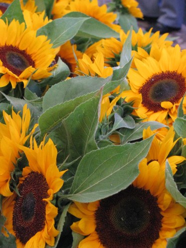 12. Sunflowers Haute Rive